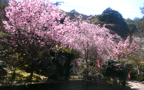境内の春(桜)の花写真