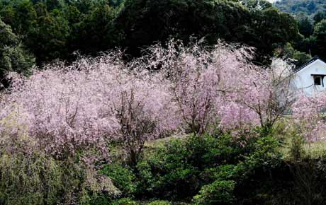 境内の桜の写真