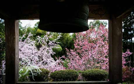 境内の桜の写真